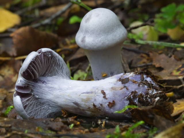Мицелий Паутинника бело-фиолетового (Cortinarius alboviolaceus)